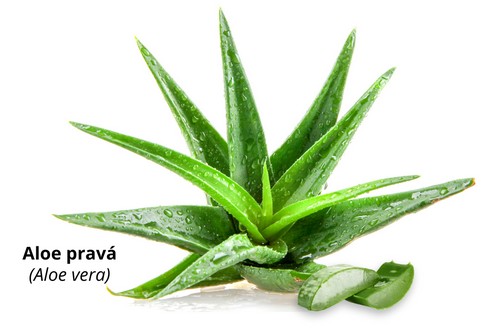 Aloe vera